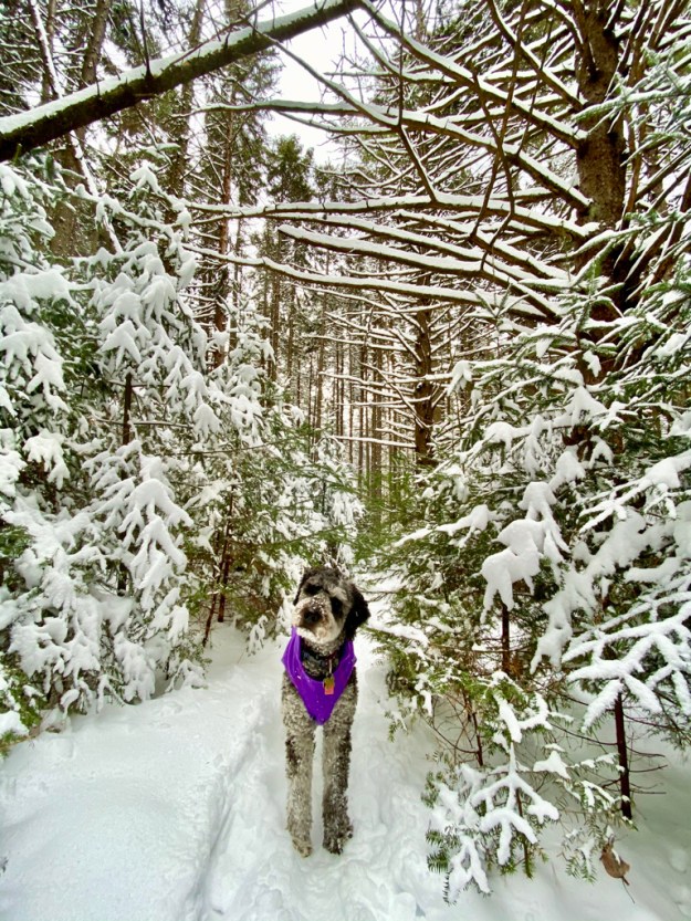 F5FB0746-6651-4ED1-9F7C-327D7D5F94A7_1_105_c